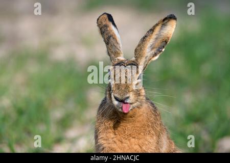 Primo piano ritratto di lepre marrone europeo (Lepus europaeus) che attacca la lingua Foto Stock