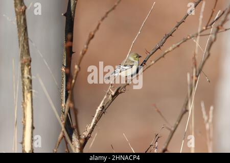 Goldfinch americano su rami spinosi Foto Stock