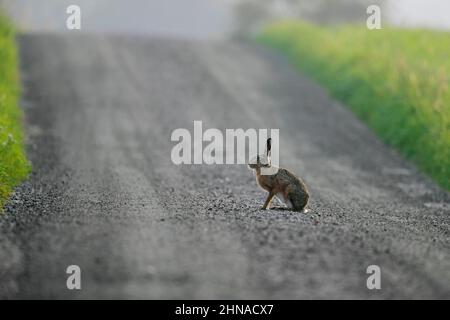 Lepre marrone europea (Lepus europaeus) seduta su strada sterrata in terreni agricoli Foto Stock