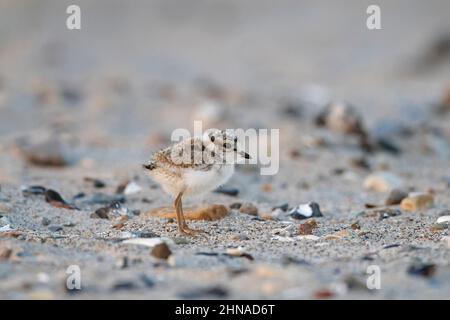 Carino comune ardesia (Charadrius hiaticula) pulcino sulla spiaggia sabbiosa in primavera Foto Stock