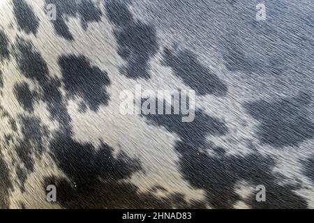 Sigillo grigio / sigillo grigio (Halichoerus grypus) primo piano di pelliccia / mantello / pelle puntinata impermeabile con peli densi Foto Stock