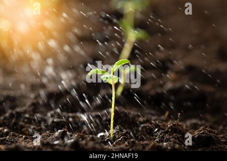 Germoglio verde che cresce dalla terra. Innaffiare i semi con acqua, la pioggia cade su un piccolo germoglio verde, nuovo o concetto di startup Foto Stock