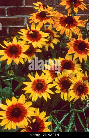 I fiori di Susan dell'occhio nero vicino, New York, Stati Uniti NY Stati Uniti Foto Stock