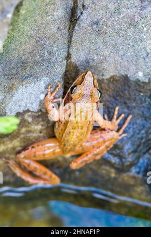 Rana agile (Rana dalmatina). Foto Stock