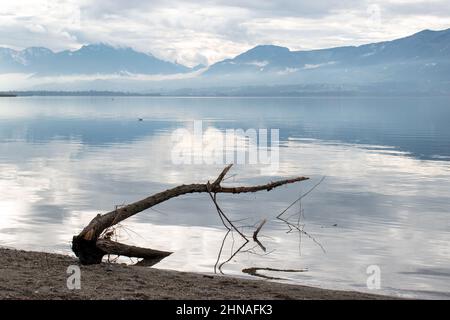 Vecchio ramo sulla spiaggia del Lac du Bourget in Savoia (Francia) Foto Stock