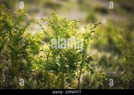 Felce fresche nel prato in una mattinata di primavera soleggiata Foto Stock