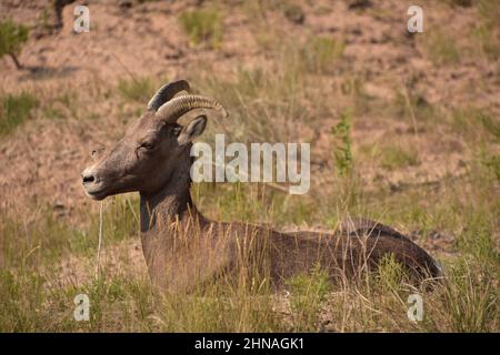 Stupende pecore bighorn che si stendono nelle terre dei badlands. Foto Stock