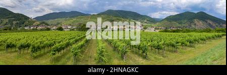 Vigneto nella valle di Wachau, Austria Foto Stock