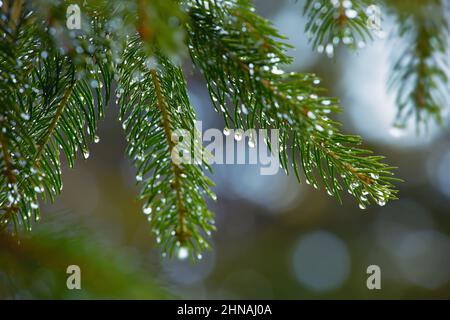 Rami di abete in gocce di pioggia, sfondo naturale all'aperto Foto Stock