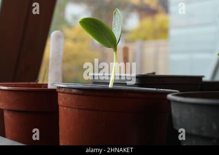 Cetriolo germinante con le prime foglie. In una pentola di pianta. Foto Stock