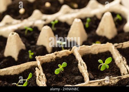 Piccoli platelli che crescono in scatola di uova di pollo in cartone in suolo nero. Rompere il bicchiere di carta biodegradabile e piantare nel terreno all'aperto. Concetto di riutilizzo Foto Stock