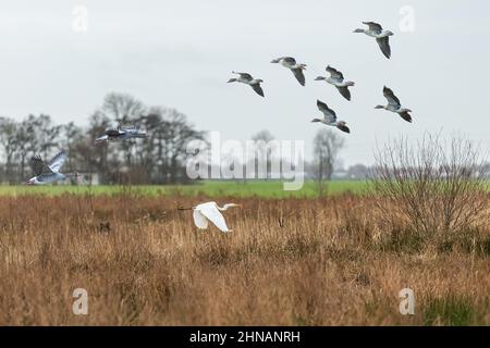 Paesaggio paludoso con canne d'inverno marroni e Greylag oche, Anser anser, e un grande Egret bianco, Ardea alba, volando su lati diversi, di nuovo Foto Stock