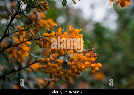 Bellissimi fiori di primavera Foto Stock