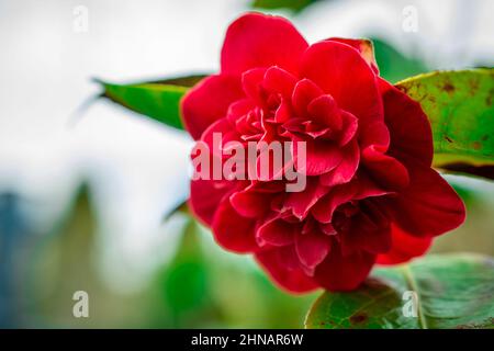 Bellissimi fiori di primavera Foto Stock