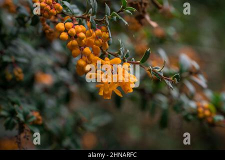 Bellissimi fiori di primavera Foto Stock