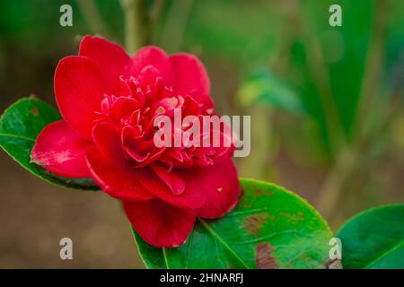 Bellissimi fiori di primavera Foto Stock