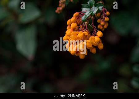 Bellissimi fiori di primavera Foto Stock