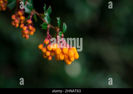 Bellissimi fiori di primavera Foto Stock