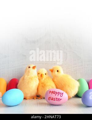 Uova di Pasqua e pulcini gialli su sfondo grigio. Il concetto minimo. Carta di Pasqua. Buona Pasqua. Foto Stock