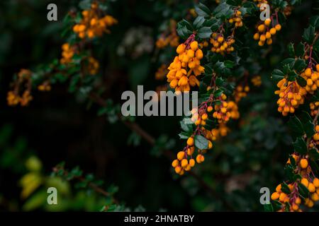 Bellissimi fiori di primavera Foto Stock