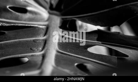 Dettagli di una pianta monstera, buchi in foglia monstera, texture della natura, fotografia da vicino. Foto Stock