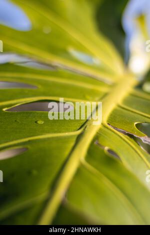 Dettagli di una pianta monstera, buchi in foglia monstera, texture della natura, fotografia da vicino. Foto Stock