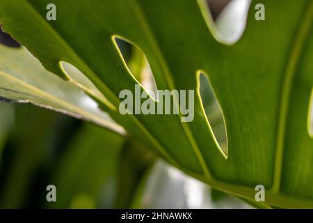 Dettagli di una pianta monstera, buchi in foglia monstera, texture della natura, fotografia da vicino. Foto Stock