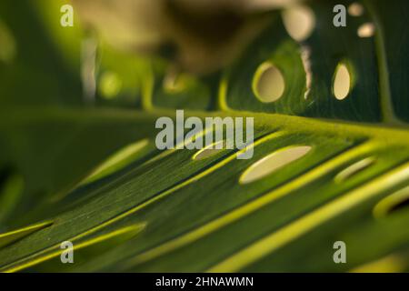 Dettagli di una pianta monstera, buchi in foglia monstera, texture della natura, fotografia da vicino. Foto Stock