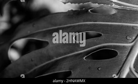 Dettagli di una pianta monstera, buchi in foglia monstera, texture della natura, fotografia da vicino. Foto Stock