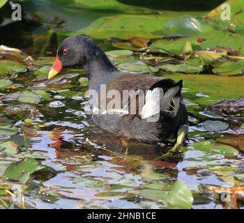 (Moorhen Gallinula Chloropus) Foto Stock