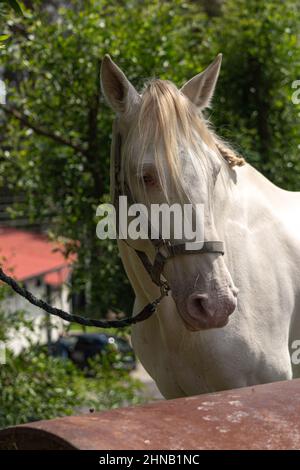 Primo piano di un cavallo bianco Foto Stock