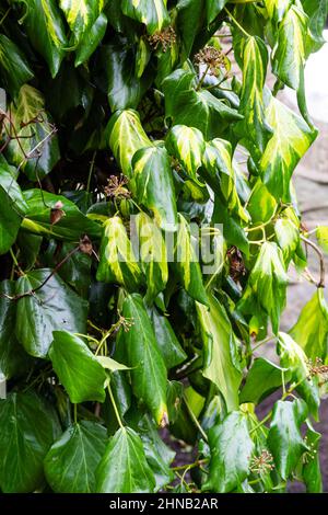 Ivy persiano che cresce su un muro nello Yorkshire, Inghilterra. Questa edera variagata ha piccoli fiori tra le foglie. Foto Stock