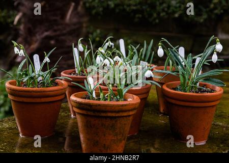 Pentole di gocce di neve con etichette di piante. Foto Stock