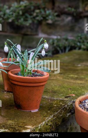 Nevicate che crescono in vasi di piante di argilla su una parete del giardino. Foto Stock