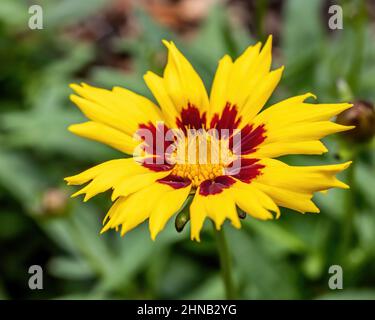 Primo piano di un fiore di coreopsis giallo grazioso. Foto Stock