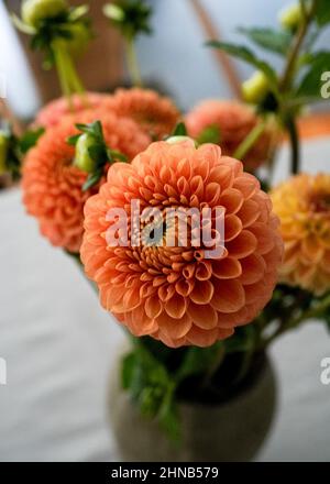 Primo piano di dahlias rosa e arancione dai colori vivaci, che trasuda felicità e gioia. Foto Stock