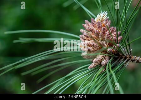Primo piano di un pinecone su un albero sempreverde nella foresta. Foto Stock