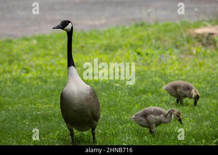 Madre canada oca con due dei suoi golings vicino a Jerusalem Pond a St. Croix Falls, Wisconsin USA. Foto Stock