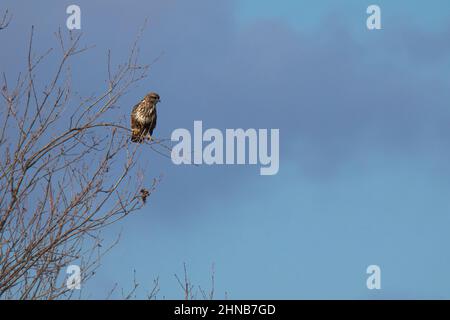 buzzard su un ramo d'albero in attesa della sua preda contro un cielo blu Foto Stock