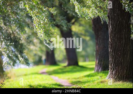 Salice bianco (Salix alba var. Sericea 'Sibirica') nel parco. Mettere a fuoco il tronco della struttura in primo piano. Profondità di campo poco profonda. Foto Stock
