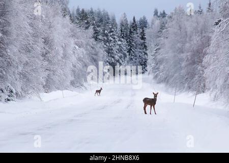 Due caprioli (Capreolus capreolus) su una strada invernale innevata. Foto Stock