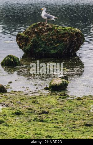 gabbiano bianco su roccia musciosa Foto Stock