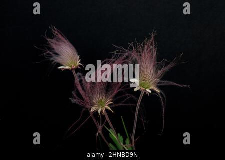 Prairie Smoke Wildflower, Geum Triflorum, fiorente in primavera al Wild River state Park, Chisago County, Minnesota, vicino alle Cascate Taylors, Minnesota. Foto Stock