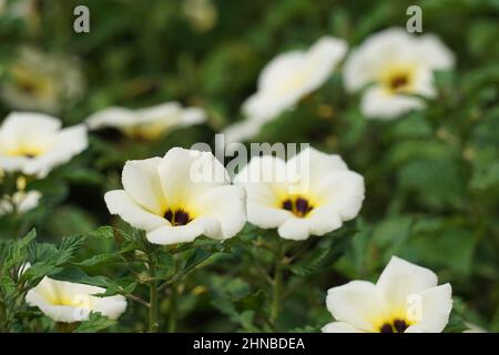 Turnera subulata (chiamata anche yolanda, Turnera subulata, buttercup bianco, alder zolfo, fiore di politico, giradischi con occhi scuri, ontano bianco) fiore. Foto Stock