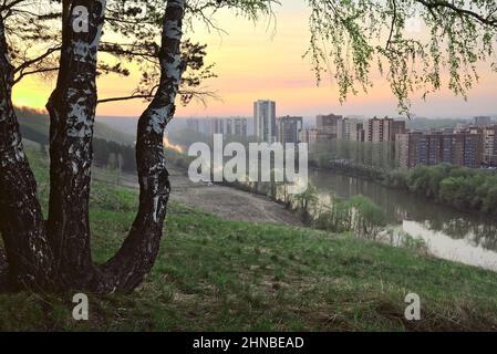 Tortuoso tronchi di betulla su un alto pendio ripido, case alte sulle rive di un fiume tortuoso, un cielo dorato con nuvole rosa. Novosibirsk, Siberia, Russia, Foto Stock