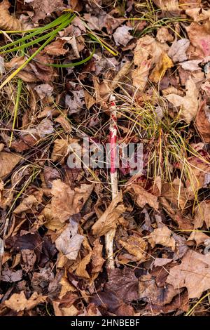 Percorso del sangue lasciato da un buck a coda bianca sparato da un wisconsin bowhunter. Foto Stock