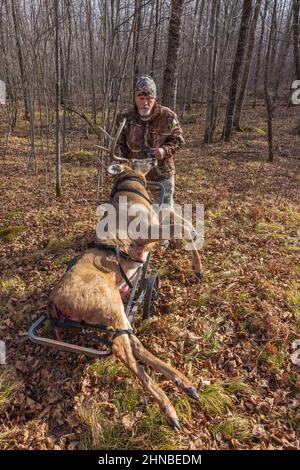 Cacciatore con un trofeo buck sparato durante la stagione di prua nel nord del Wisconsin. Foto Stock