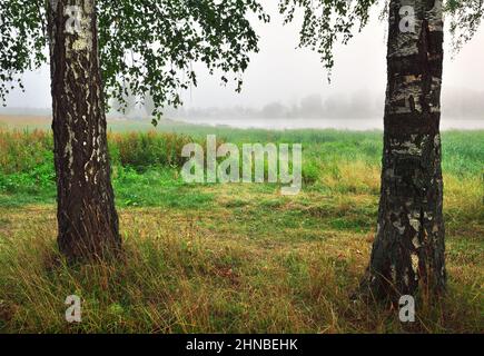 Tronchi di betulla bianca sulla riva del lago, rami appesi con foglie. Erba fitta, nebbia mattutina sulla superficie dell'acqua in lontananza sul hor Foto Stock