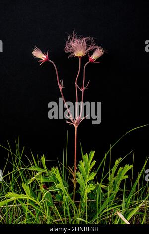 Prairie Smoke Wildflower, Geum Triflorum, fiorente in primavera al Wild River state Park, Chisago County, Minnesota, vicino alle Cascate Taylors, Minnesota. Foto Stock