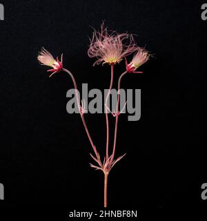 Prairie Smoke Wildflower, Geum Triflorum, fiorente in primavera al Wild River state Park, Chisago County, Minnesota, vicino alle Cascate Taylors, Minnesota. Foto Stock